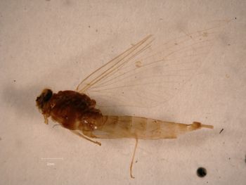 Media type: image;   Entomology 733352 Aspect: habitus lateral